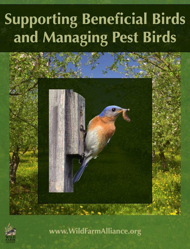 bird-brainy02.jpg